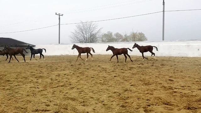 Продажа лошадей, 2022г.р., Конеферма Эквилайн, тел. +79883400208 Вотсап Telegram смотреть онлайн