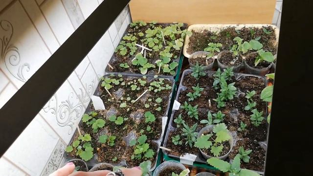 Для чего купила сульфат магния смотреть онлайн