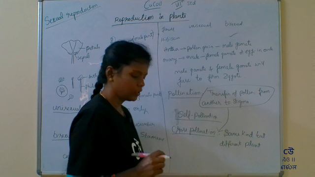 Class 7- Science-Chapter 12– Reproduction in Plants -Part03- Sexual Reproduction #NCERT #Kannada смотреть онлайн