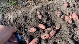 Урожай картошки  под черной пленкой и с капельным поливом. Отзыв о Ред Скарлет