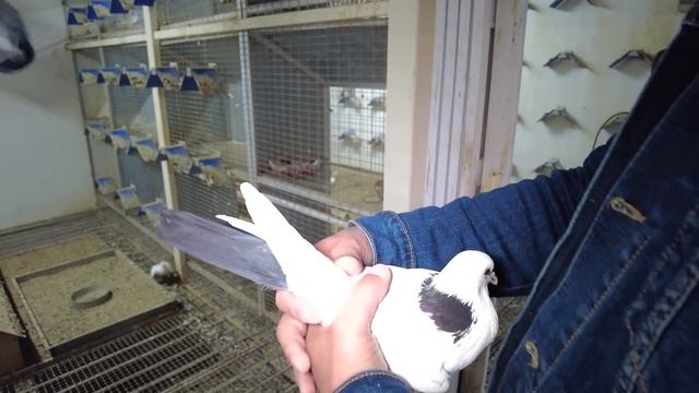 САМЫЙ БОЛЬШОЙ ПИТОМНИК ГОЛУБЕЙ КОТОРЫЙ Я ВИДЕЛ. Бакинцы,Ленинаканцы,Николаевские,Чайки,Монахи и тд. смотреть онлайн