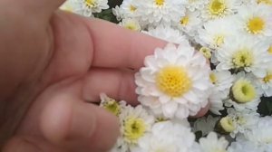 эльф уайт- миниатюрная хризантема