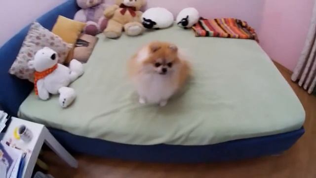 VLOG: Супер-прыжки Тимона и любимая игрушка? смотреть онлайн