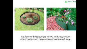 КАК СДЕРЖИВАТЬ РОСТ АГРЕССИВНЫМ РАСТЕНИЯМ В САДУ?