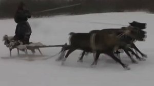 Езда на оленьей упряжке 1, 2008.wmv