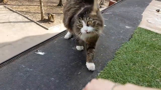 Апрельские котики и совушки на солнышке