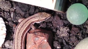 Живородящая  ящерица ест пауков