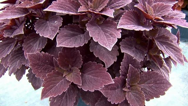 Rośliny Retro - Coleus смотреть онлайн