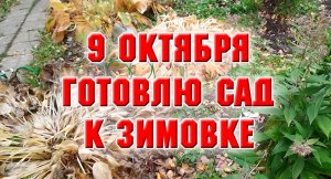 9 октября. Чищу сад, готовлю его к зимовке.mp4