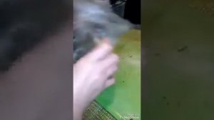 Как заморозить листы для ахатины на зиму