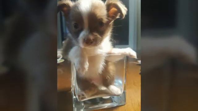 Прикольные животные #5 смотреть онлайн