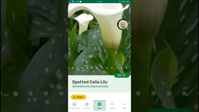 PlantSnap identifies a Spotted Calla Lily (Zantedeschia albomaculata)