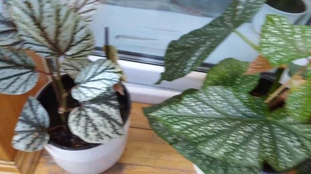 Комнатные Растения. Коллекция Бегоний смотреть онлайн