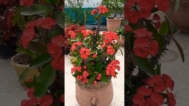 How To Propagate Euphorbia Milii #euphorbiamilii #shorts_feed