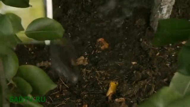 Плодовый сад / Отправляем плодовый сад зимовать смотреть онлайн