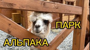 АЛЬПАКА - ПАРК В СОЧИ #альпака #сочи #многодетные