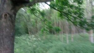 РОЕЛОВСТВО 2021/первый рой в 2021 году,Беларусь.