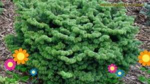 Пихта бальзамическая Нана. Краткий обзор, описание характеристик abies balsamea Nana