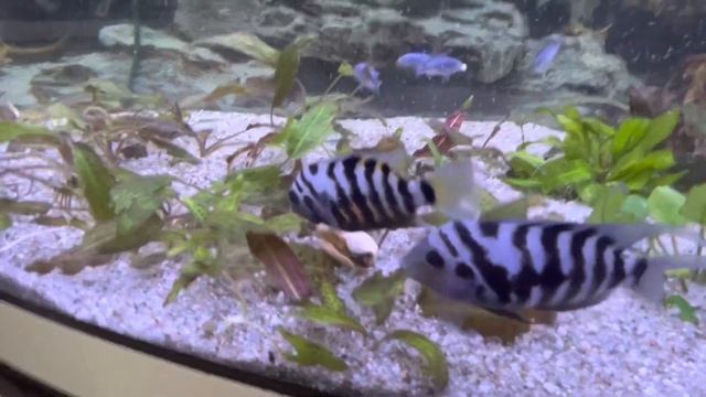 Чем кормить цихлид / What to feed cichlids смотреть онлайн