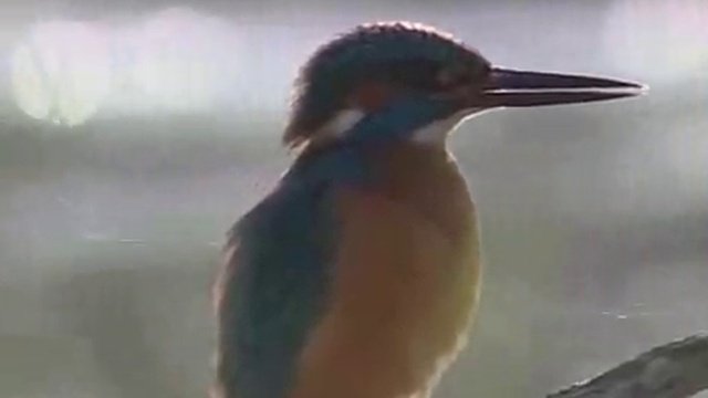 Выхухоль