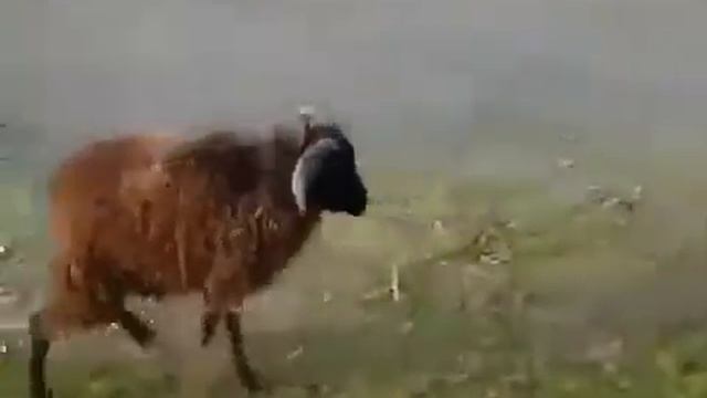 Ужес баран даёт это жесть смотреть онлайн