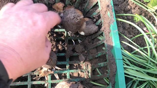 Поздняя посадка Тюльпанов ! смотреть онлайн