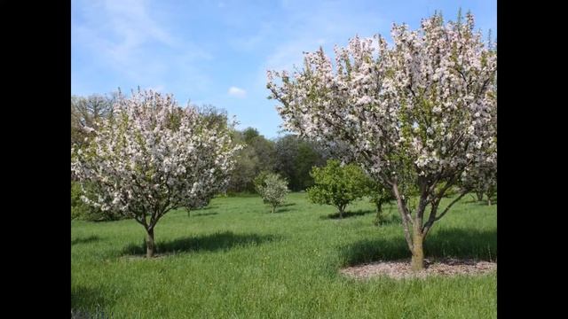 ЯБЛОНЯ  (MALUS)  сем. Розоцветные