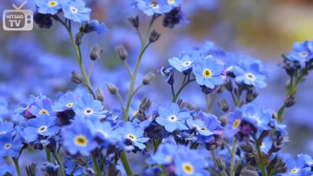 Очень красивые цветы смотреть онлайн