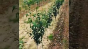 Питомник Петрович-сад.рф