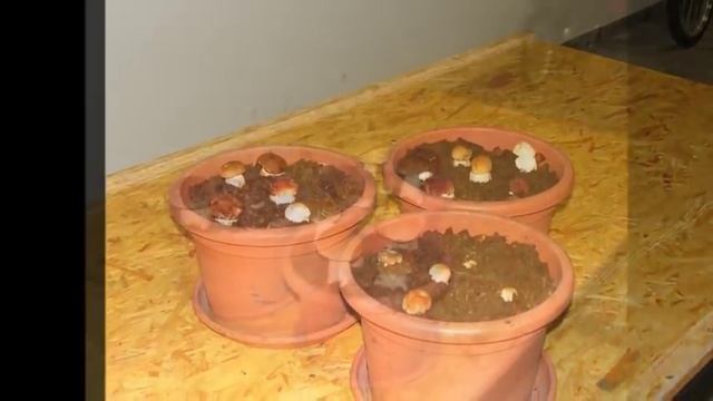 Porcini growth movie смотреть онлайн