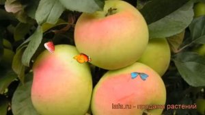 Яблоня средний Имрус (malus imrus) ? средний яблоня Имрус обзор: как сажать, саженцы яблони Имрус