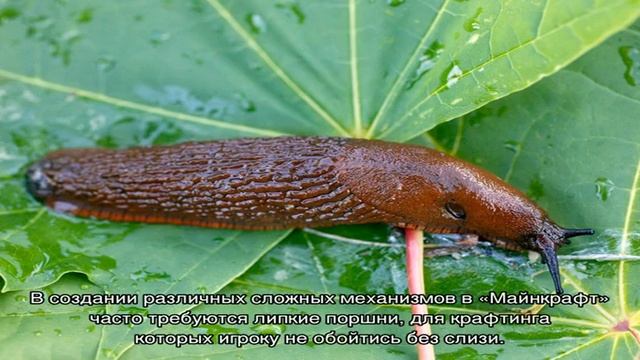 Где найти слизней в Minecraft смотреть онлайн