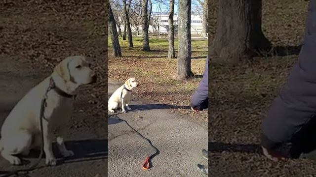 Как научить собаку выполнять команды с расстояния??? #лабрадор #дрессировкасобак #командысобаке
