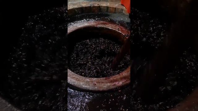 Брожение Саперави в квеври.