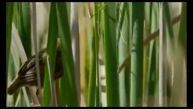 Aрхитекторов в дикой природе птица огненный бархатный и чернолобый ткач смотреть онлайн