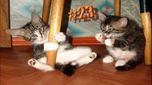 638 секунд Смеха 🐱😂 Смешных моментов |  Милые котики Приколы с котами 🐱🤣 Смешные коты #23