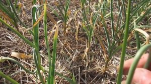 Чеснок под соломой на 25 июня.Обламываем стрелки.Вредители чеснока.