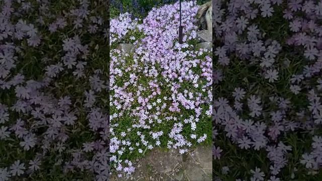 Флокс шиловидный "Ранняя весенняя лаванда" | Phlox subulata "Early Spring Lavender"