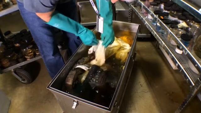 Cool "Reverse" frog and fruit eating monitor lizard смотреть онлайн