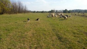 Выпас овец с помощью собак породы бордер колли. Удержание стада на определённой территории