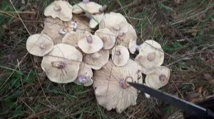 ХАРЬКОВСКАЯ ОБЛАСТЬ. РЯДОВКА ЛИЛОВОНОГАЯ ИЛИ СИНЕНОЖКА