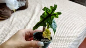 Алоказия Жаклин. Пополнение коллекции #plants