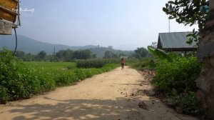 Harvesting Sweet Potato Go To Market Sell, Animals Care || Phương - Free Bushcraft