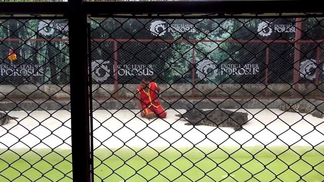 Шоу с крокодилами! Таиланд (ноябрь 2015). Show with crocodiles! смотреть онлайн