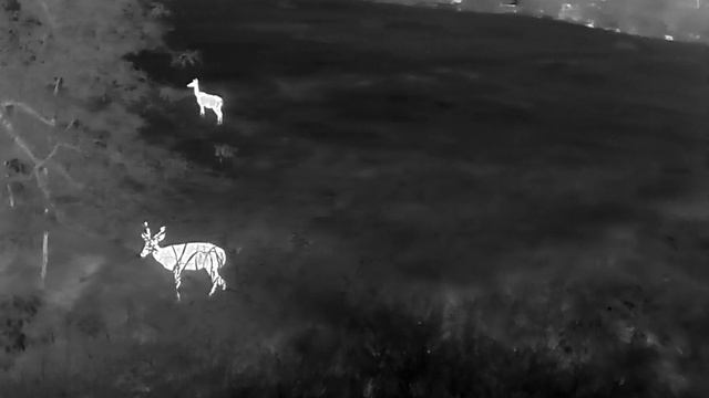 DJI Mavic 3T Enterprise Spotting Wildlife at Night: Doe, Buck and Fawn смотреть онлайн