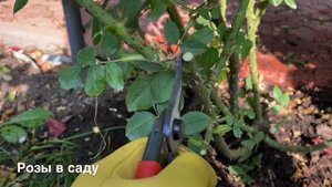 ОБРЕЗКА КУСТОВЫХ РОЗ ( Роза Бенджамин Бриттен )