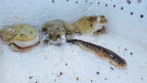 Asian Bullfrog Eats Big Snake Fish! Asian Bullfrog Live Feeding