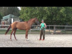 Обучение жеребенка. Работа на корде.Часть 1.Foal training. Part 1.