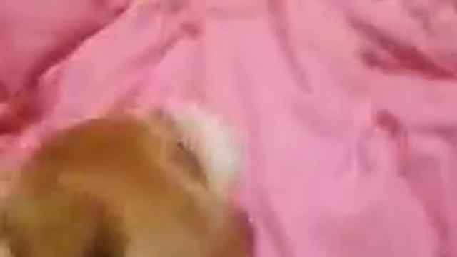 flower and phlox смотреть онлайн