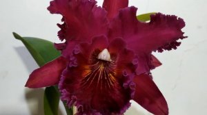 Blc. Chia Lin New City, Rlc Thong Suphan Pure Yellow